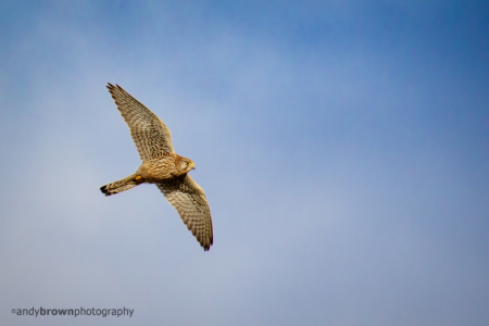 Dartmoor Kestrel