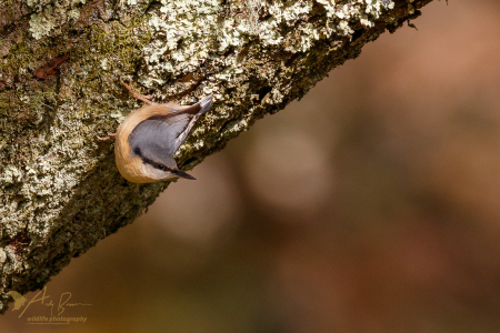 Nuthatch