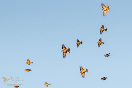 A Charm of Goldfinches