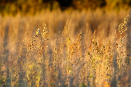 Field of Gold