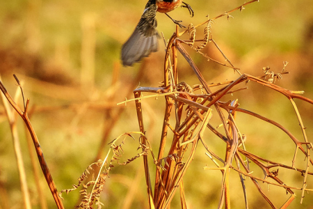 Stonechat take-off