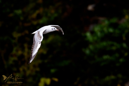 Black-headed Gull
