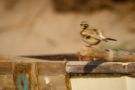 Desert Wheatear