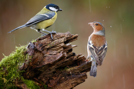 Stand-off in the rain