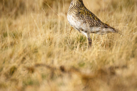 Golden Plover