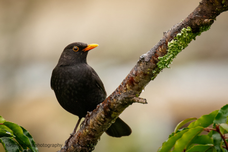 Blackbird