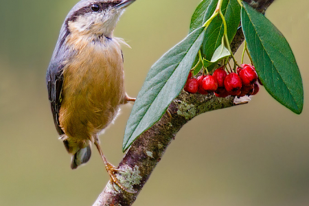 Nuthatch