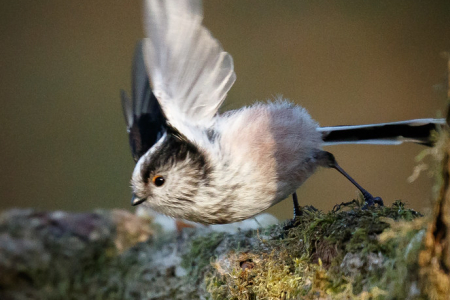 Long-tailed Tit