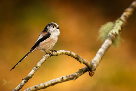 Long-tailed Tit