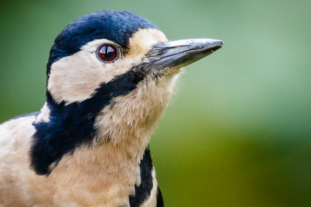 Great Spotted Woodpecker (headshot for Macro Mondays theme "It's Alive")