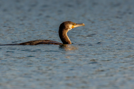 Cormorant