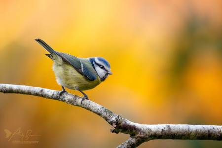 Blue Tit