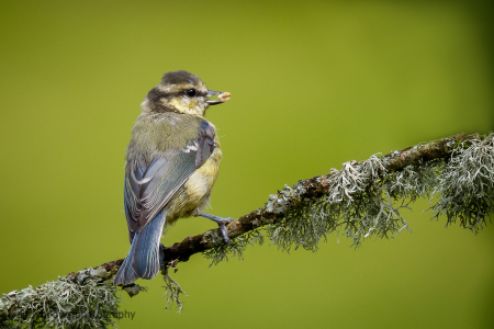 Juvenile Blue Tit