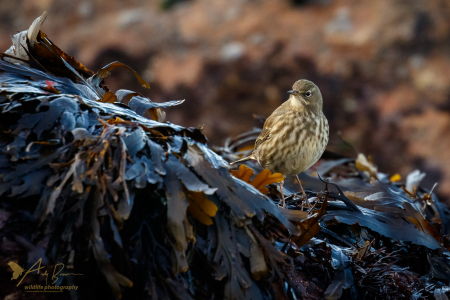 Rock Pipit