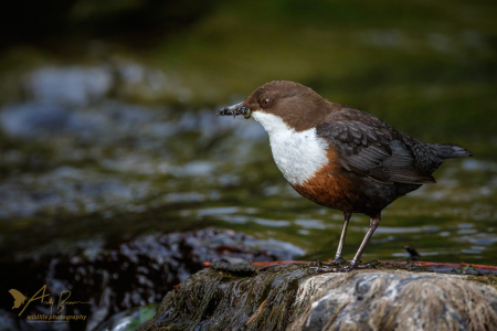Dipper