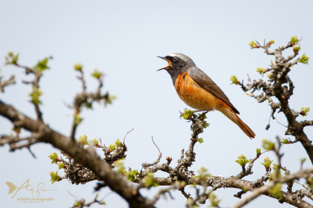 Redstart (male)