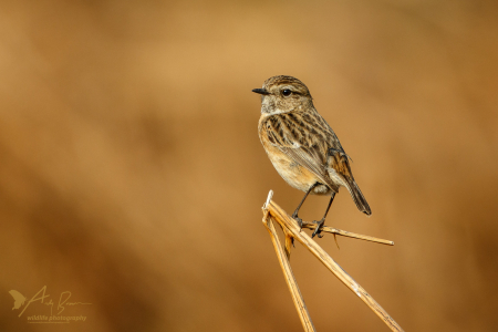 Stonechat (female)