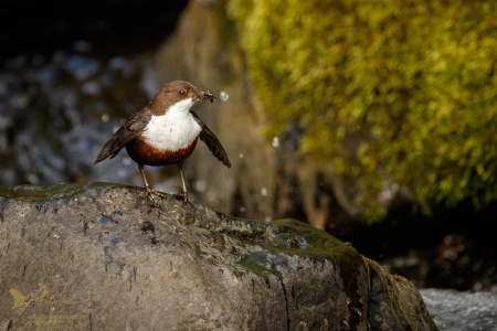 Dipping Dipper