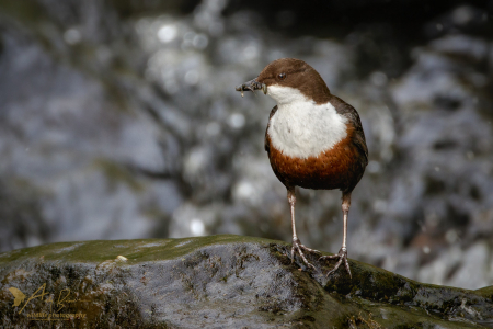 Dipper