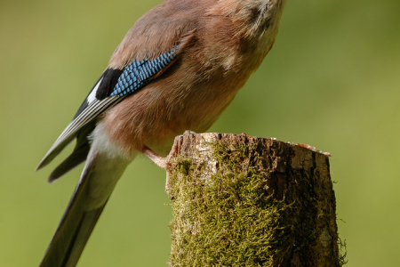 Jay