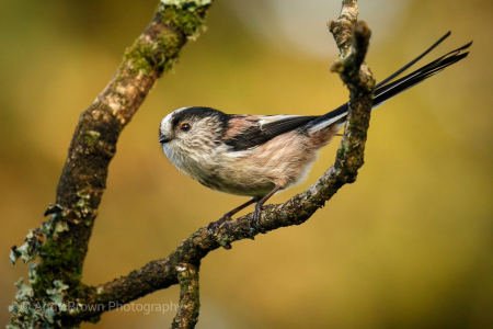 Long-tailed Tit