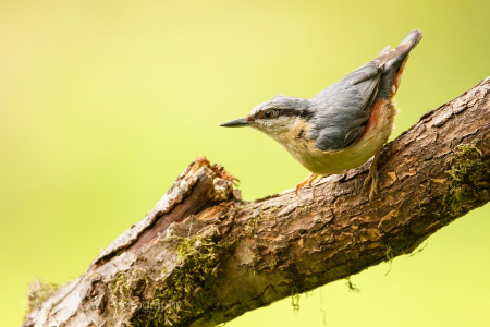 Nuthatch