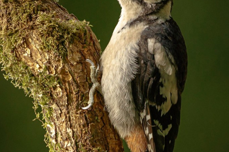 Great Spotted Woodpecker
