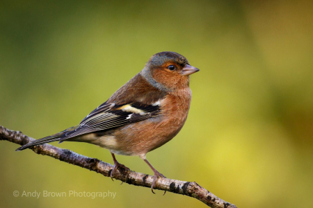 Chaffinch ♂️ (Explored 20 Dec 2019)