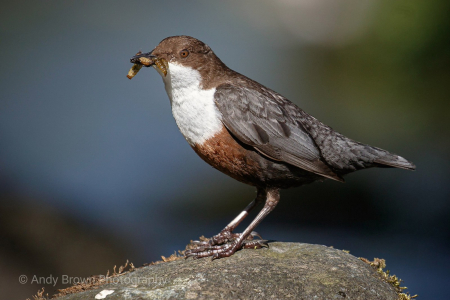 Dipper