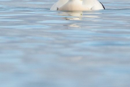 Common Eider (Drake)
