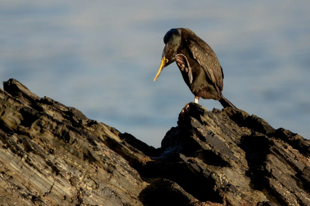 Cormorant or Shag? (Explored 9 Jan 2020)