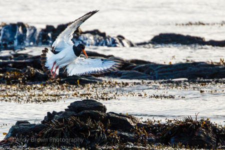 Oystercatcher