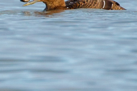 Common Eider (female)