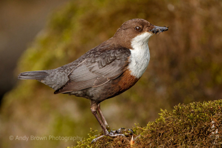 Dipper