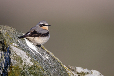 Wheatear ♂️