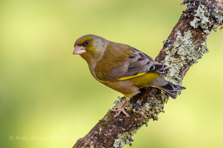 Greenfinch ♂️