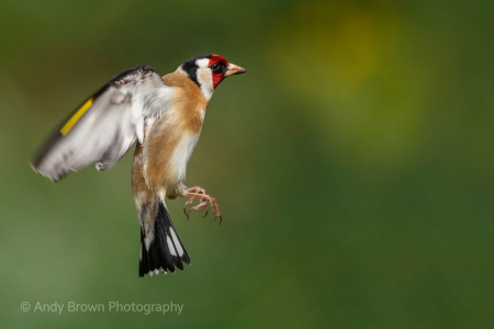 Goldfinch (Explored 8 Feb 2020)