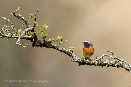 Common Redstart ♂️