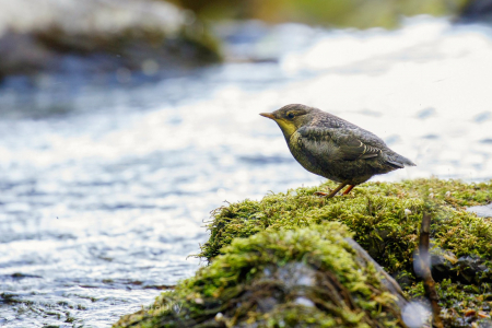 Dipper (juvenile)