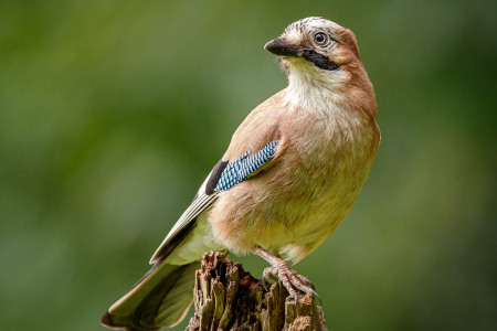 Jay