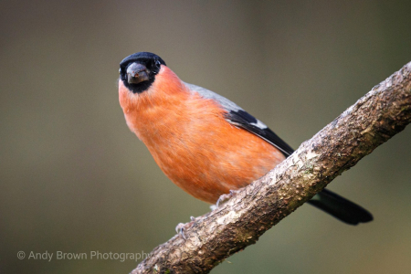 Bullfinch ♂️