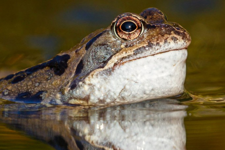 Common Frog (Explored 3 March 2020)