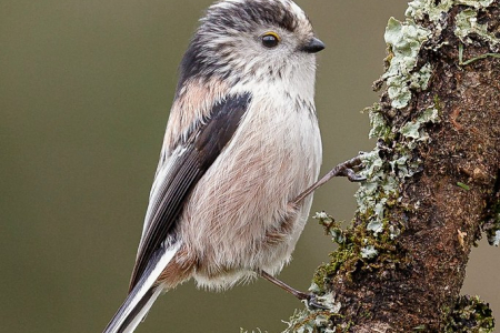 Long-tailed Tit