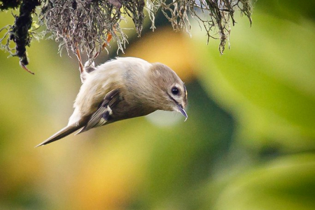 Goldcrest
