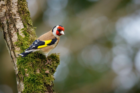 Goldfinch