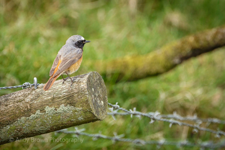 Common Redstart ♂️