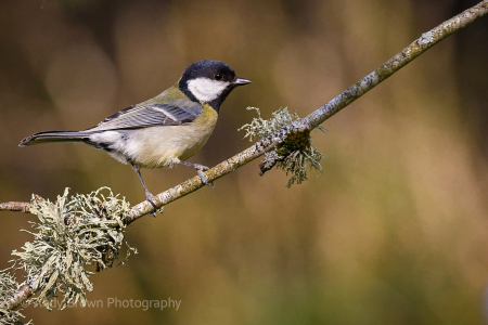 Great Tit