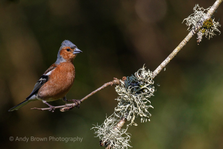 Chaffinch ♂️