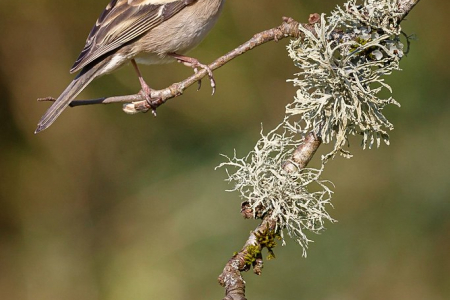 Chaffinch ♀️ (Explored 1 April 2020)