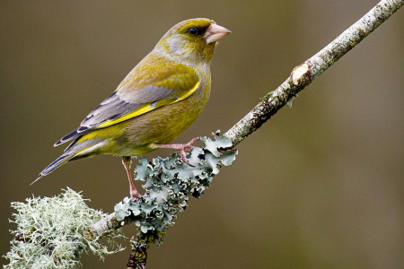 Greenfinch ♂️